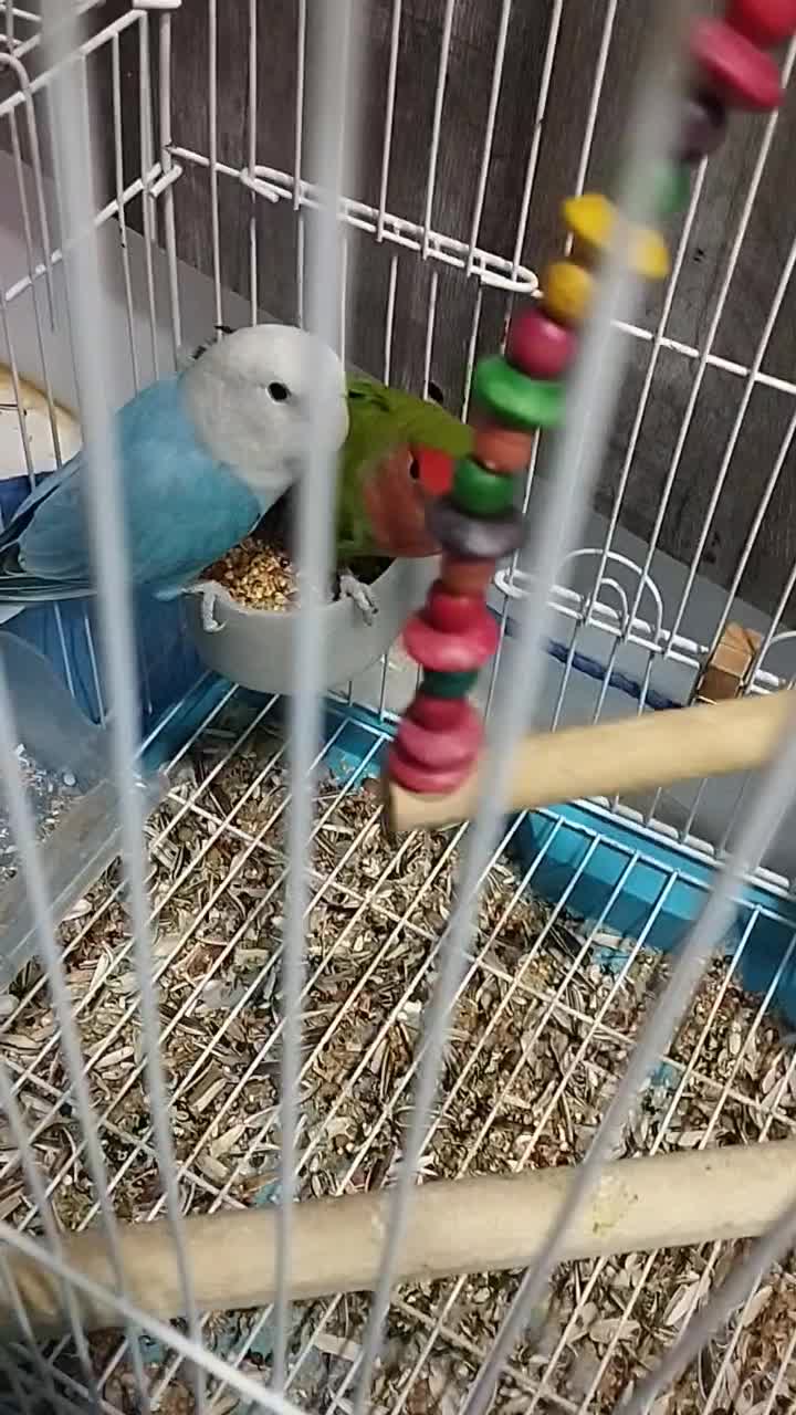 یک جفت کوتوله برزیلی مولد|پرنده|صدرا-فارس, فاز ۲|دیوار