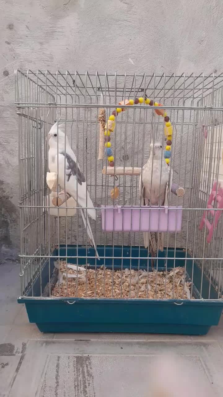 طوطی عروس|پرنده|اردبیل, |دیوار