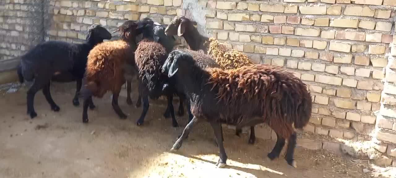 شیشک قزل افشار،بره|حیوانات مزرعه|رزن, |دیوار