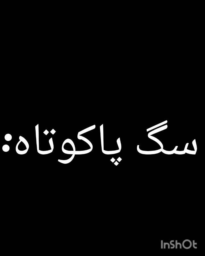 سگ پاکوتاه ماده|سگ|نظرآباد, نظرآباد|دیوار