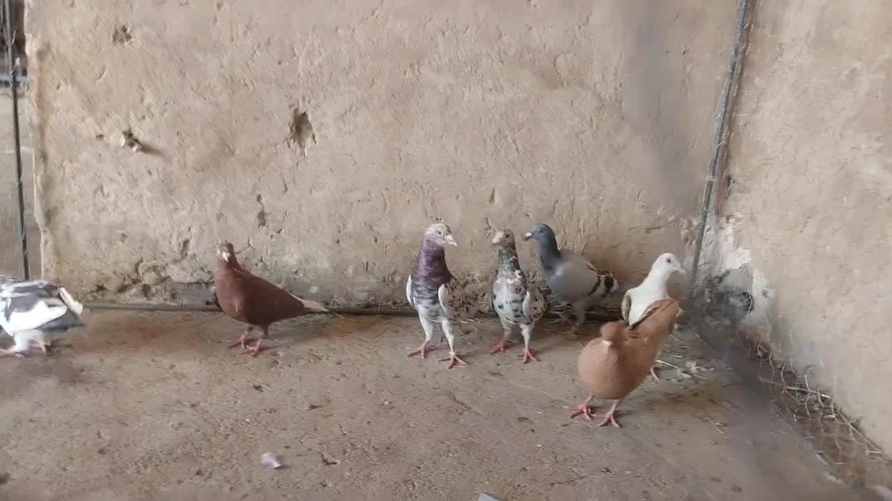 رنگی دورک|پرنده|شوشتر, |دیوار