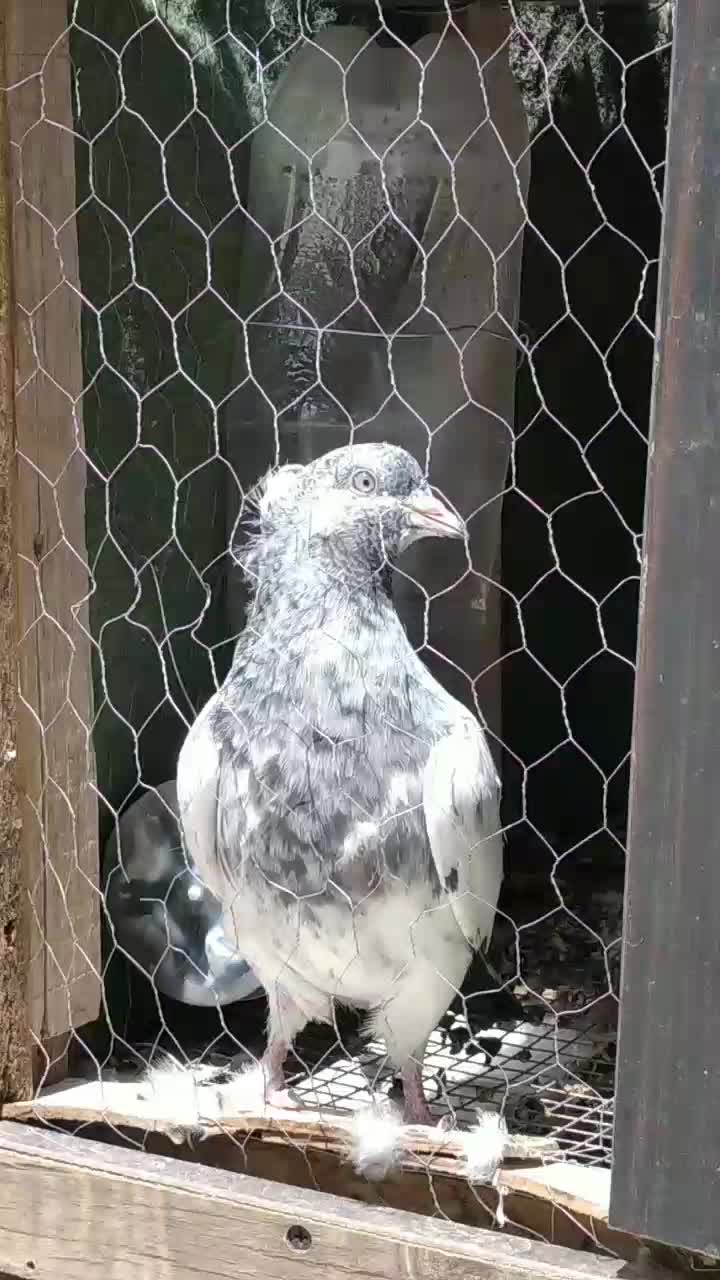 .کفتر|پرنده|نائین, |دیوار