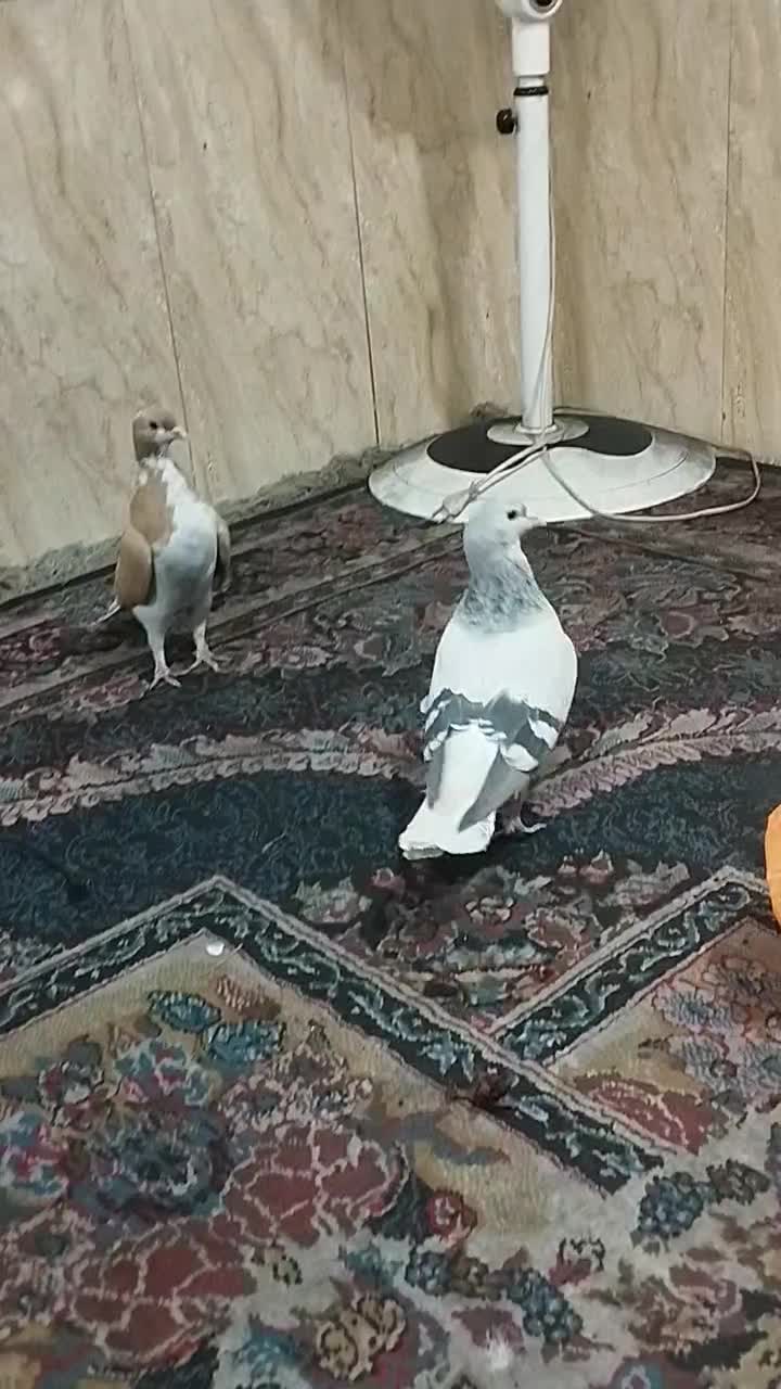 دوجفت کبوتر|پرنده|شیراز, ماه فیروزان|دیوار