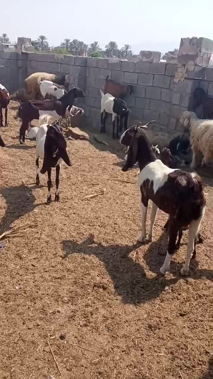 بز و میش و بره|حیوانات مزرعه|بوشهر, |دیوار