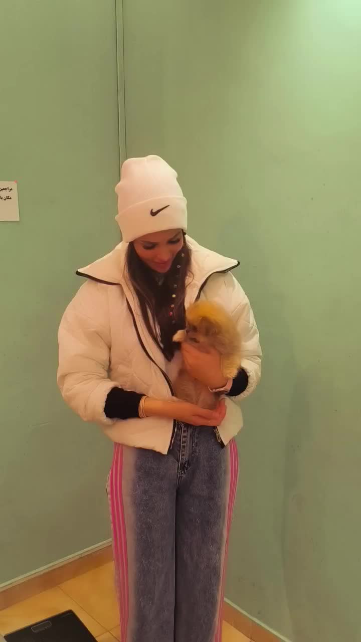 سگ جیبی ، پامرانین خرسی توی پودل شیتزو سوپرفلت|سگ|چالوس, |دیوار