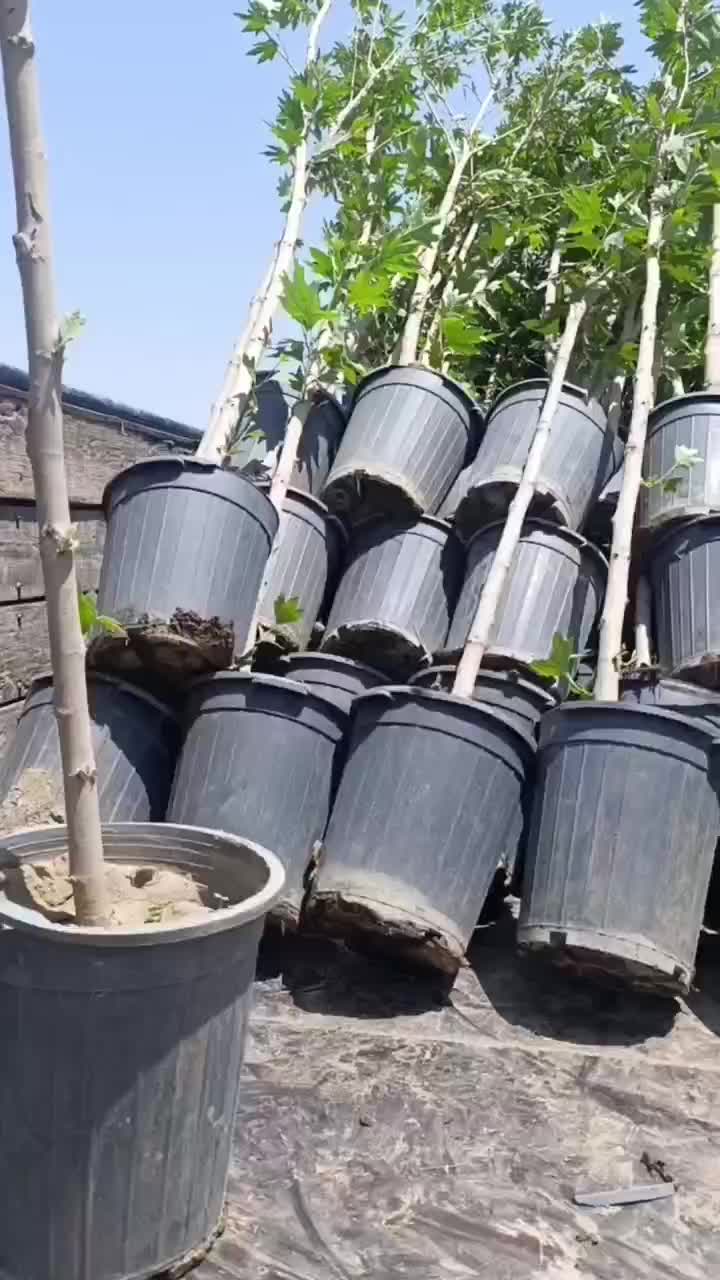 نهال چهار ساله چنار موج ترکیه داخل گلدون کاشت الان|خدمات باغبانی و درختکاری|کرج, کرج نو|دیوار