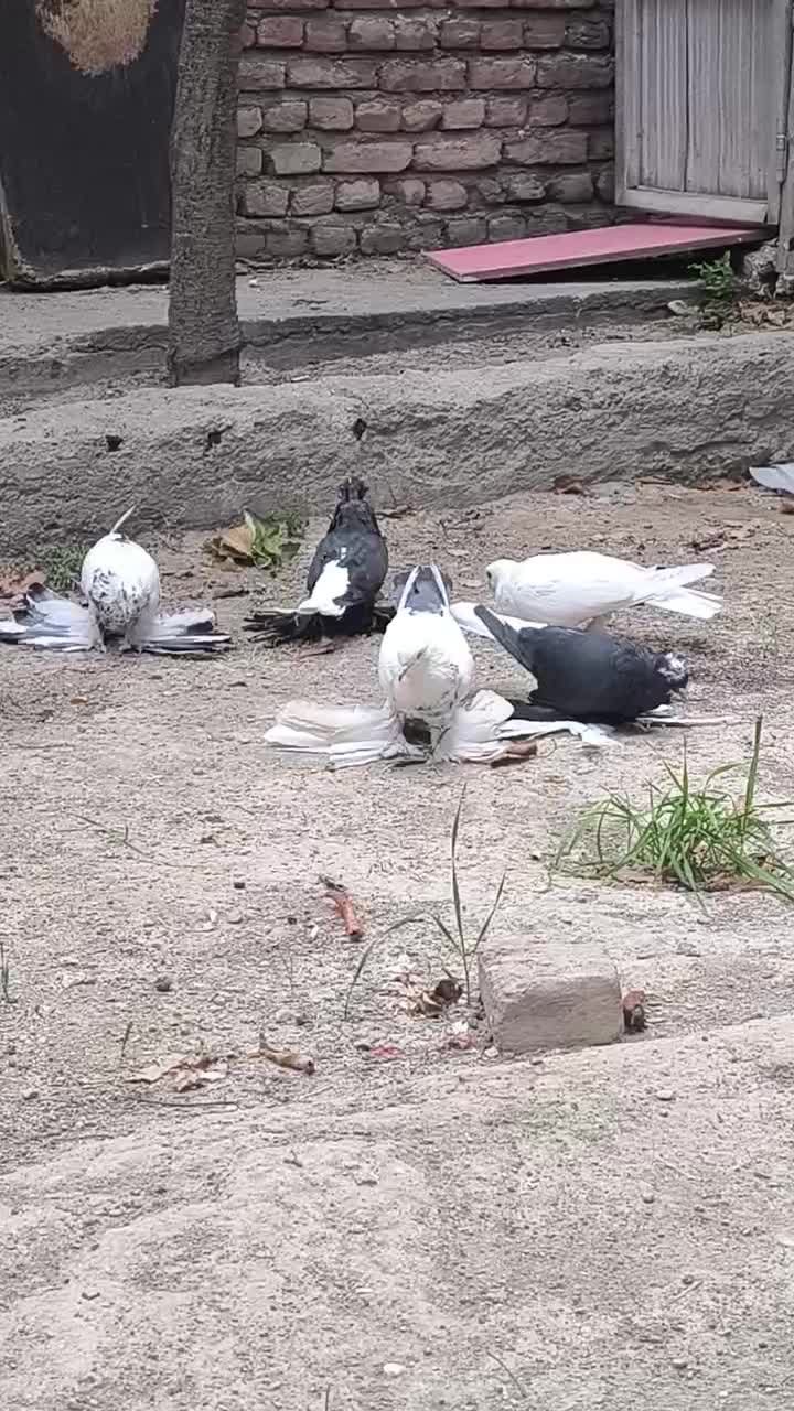 کبوتر|پرنده|اسکو, |دیوار