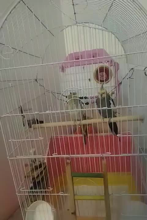 عروس هلندی مولد|پرنده|کوهدشت, |دیوار