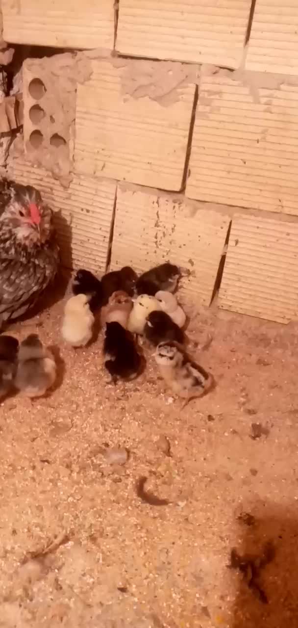 جوجه گلین اصل همراه مادر گیل|حیوانات مزرعه|فردیس, فردیس|دیوار