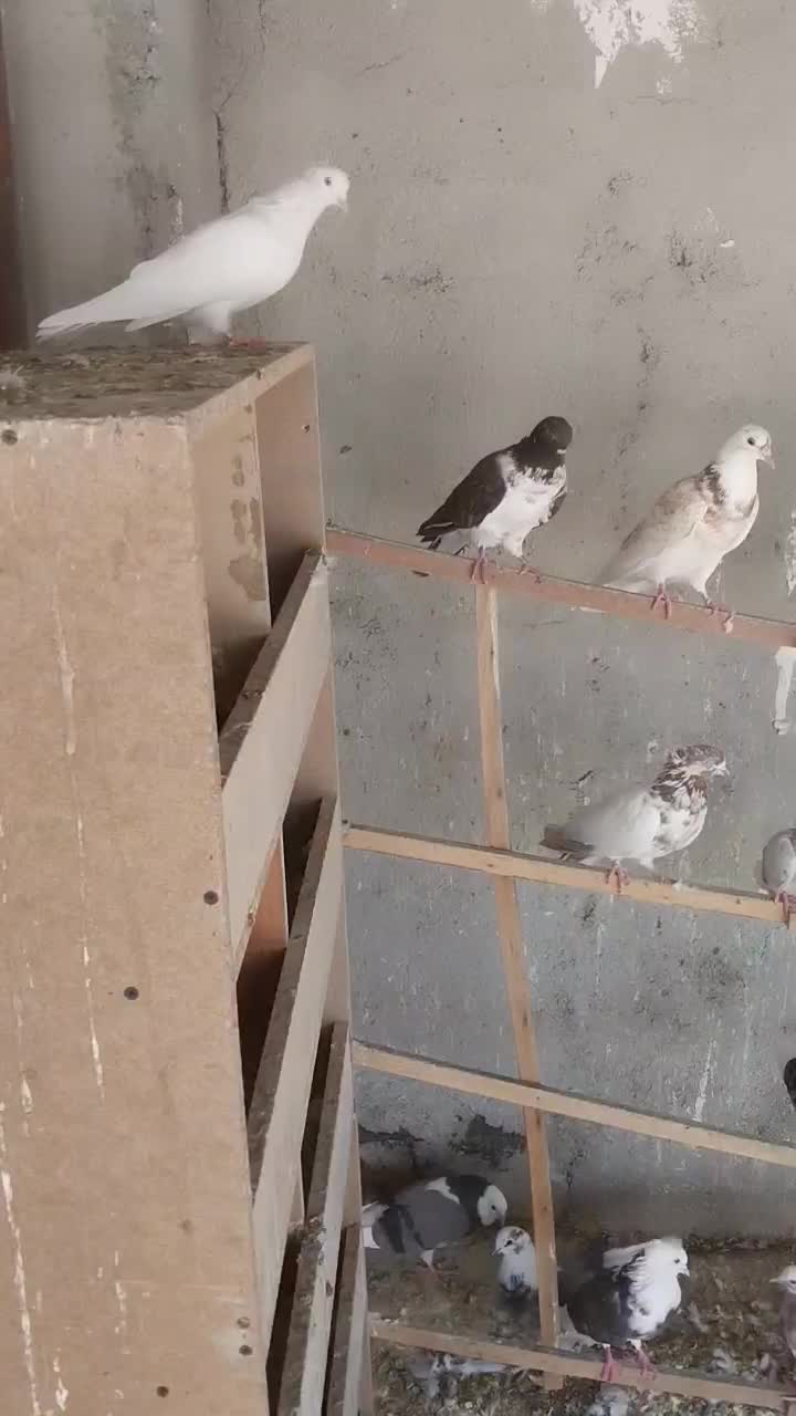 فروشی|پرنده|دامغان, |دیوار