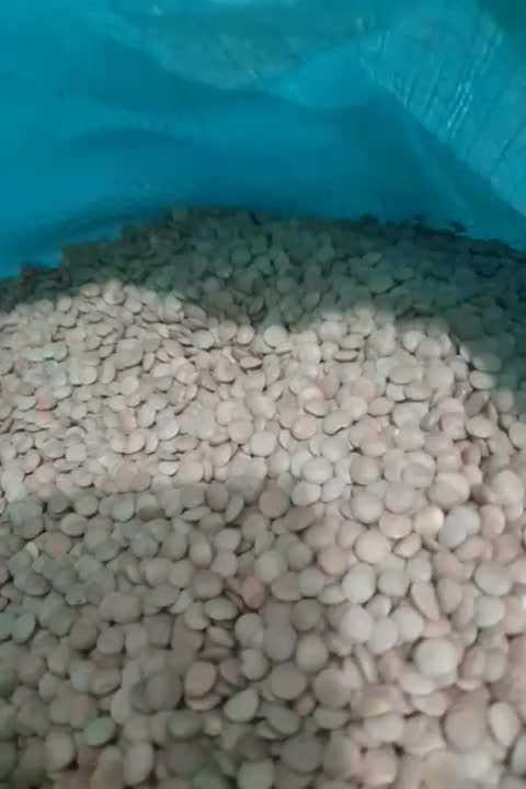 عدس درشت|خوردنی و آشامیدنی|قم, سراجه (۱۵ خرداد)|دیوار