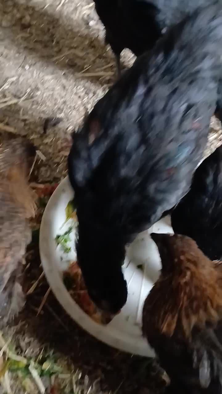 مرغ استرالوپ محلی و بلک استار|حیوانات مزرعه|کرج, شهرک پردیسان|دیوار