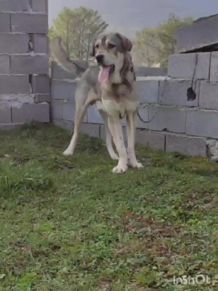 توله پژدر|سگ|چابکسر, |دیوار