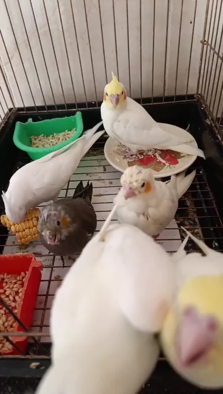 عروس آلبینو|پرنده|فسا, |دیوار