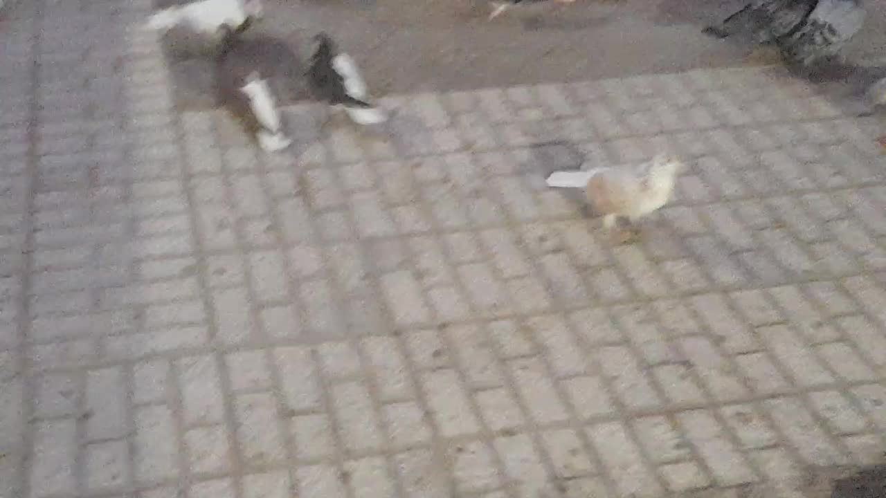 کفتر رنگه|پرنده|تربت‌حیدریه, مسجد جامع|دیوار