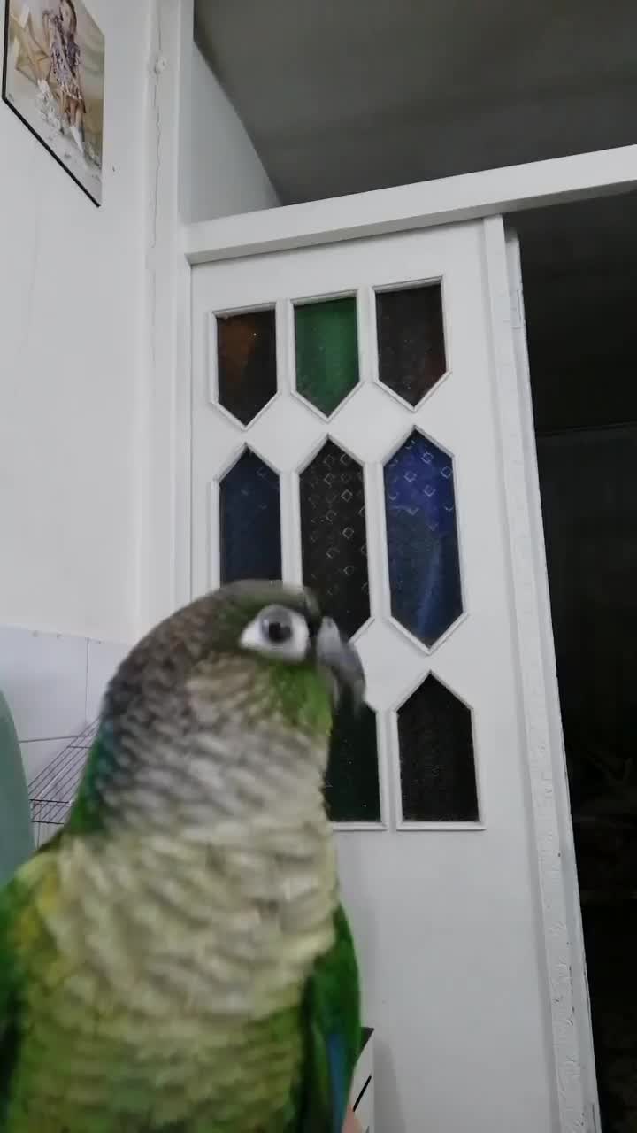 گیرنچک لئوساید دستی|پرنده|اصفهان, عمان سامانی|دیوار