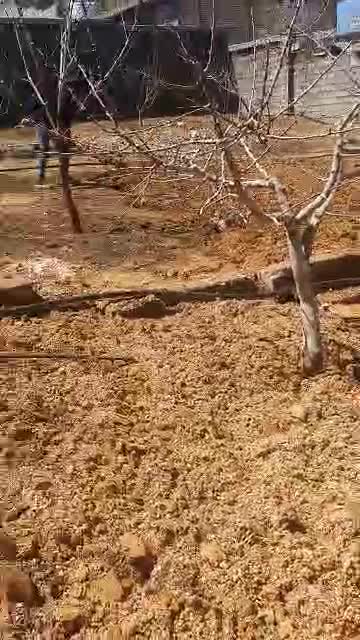 فروش باغ شخصی ۱۰۰۰ متر شیراز خان زنیان|فروش زمین و ملک کلنگی|ارژن, |دیوار