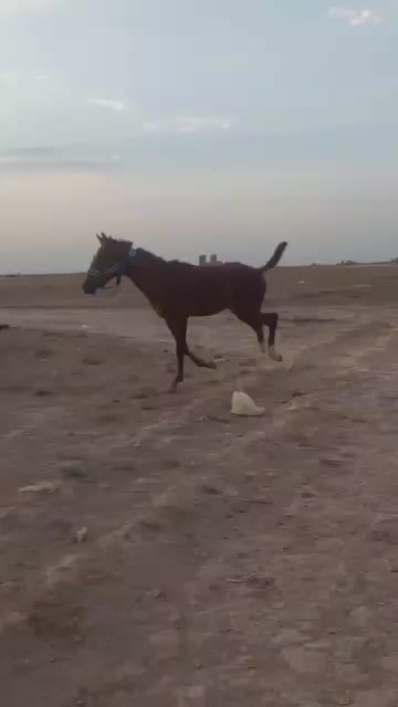 کره اسب نریون|اسب و تجهیزات اسبسواری|پاکدشت, پاکدشت (مامازند)|دیوار