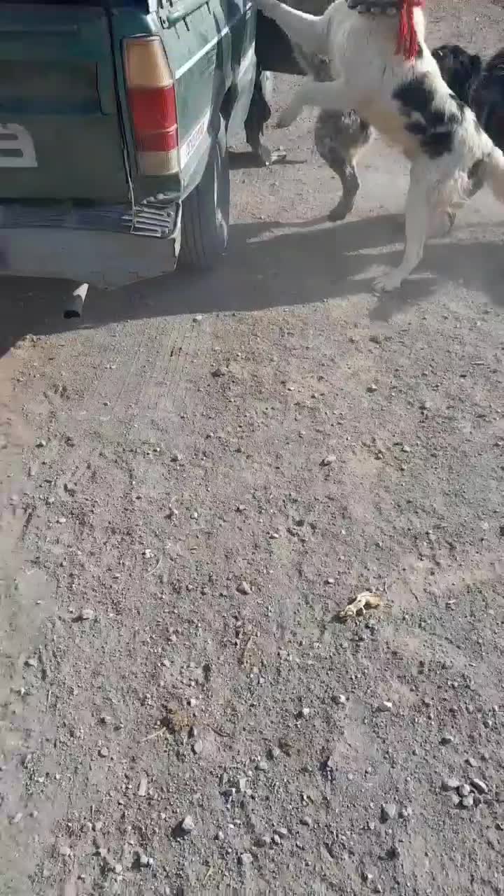 واگذاری سگ لاس قدرجونی گله ای چل وروانی|سگ|خمینیشهر, |دیوار