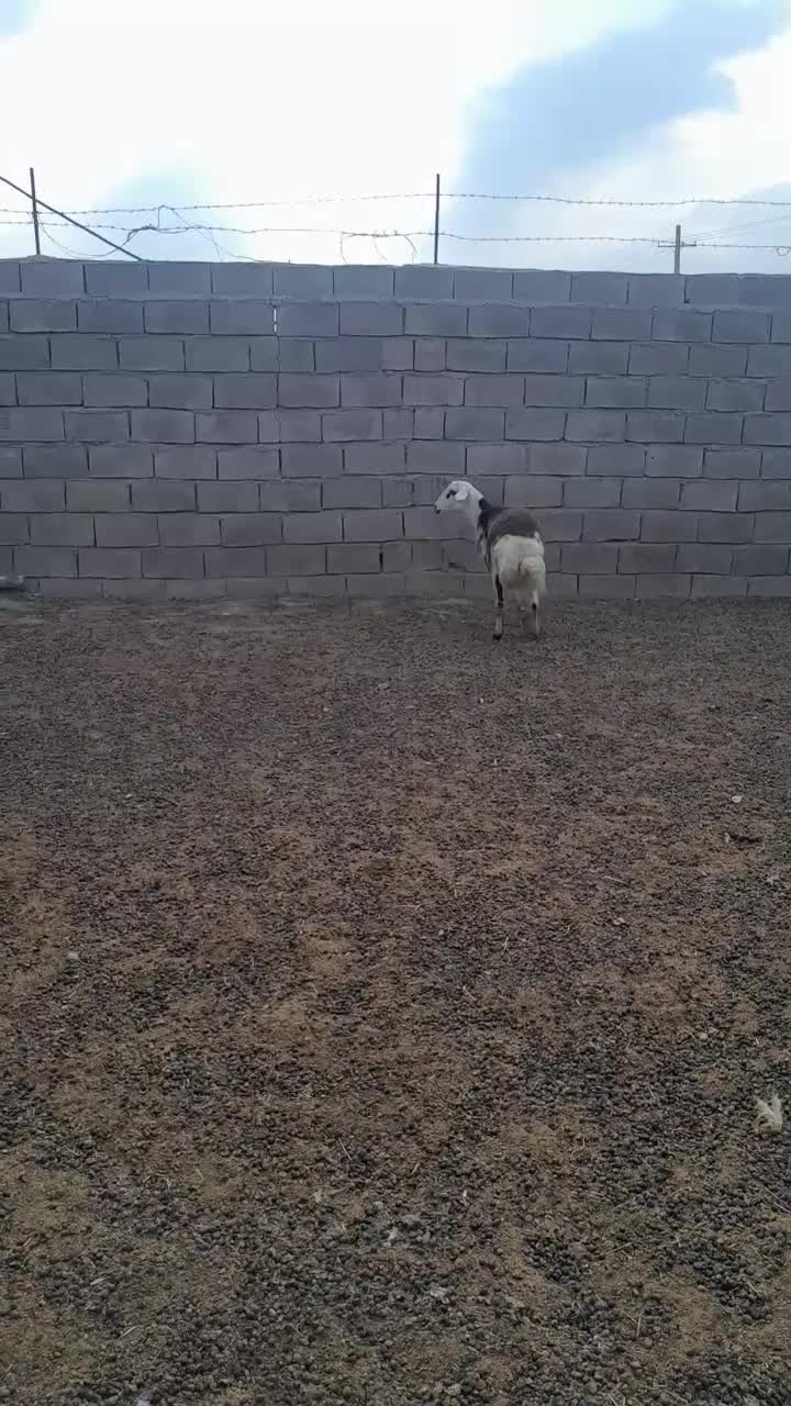 بره قوچ پلنگی|حیوانات مزرعه|بروجرد, |دیوار