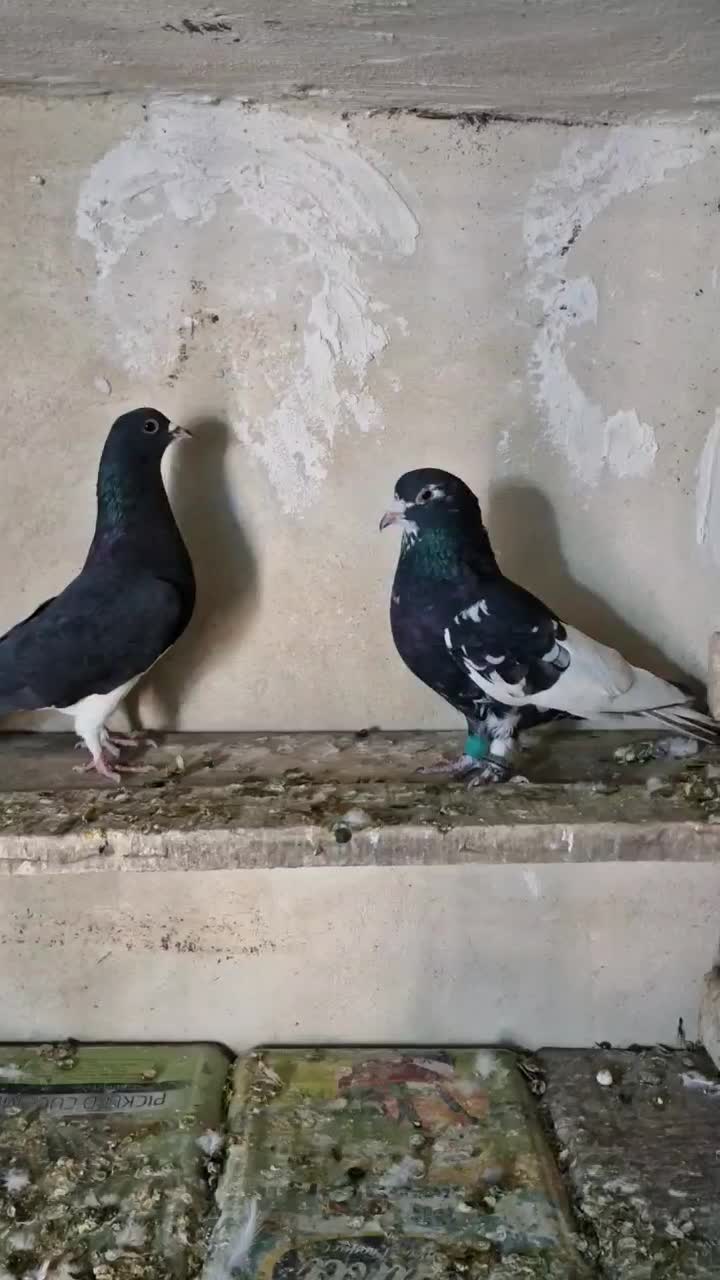 شهری|پرنده|شیراز, گویم|دیوار