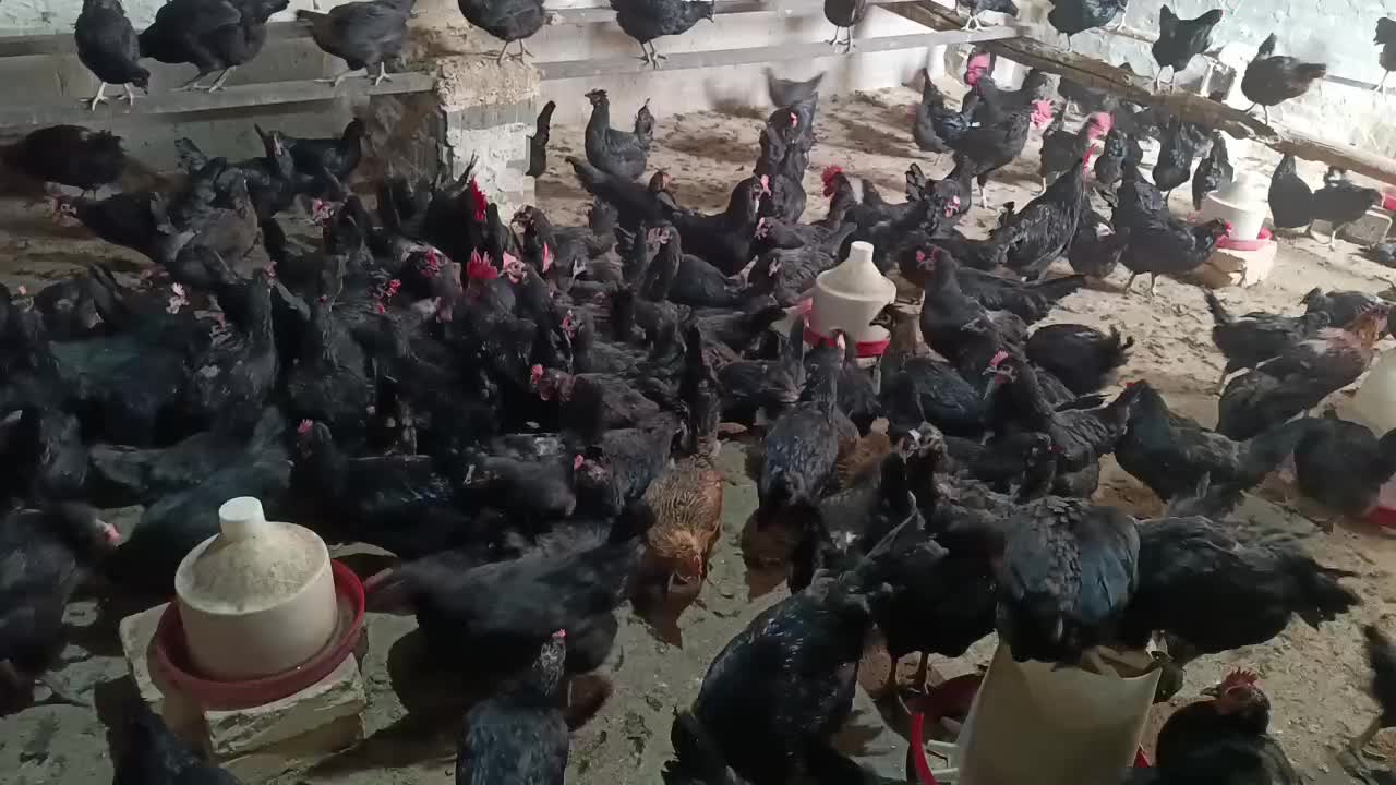 تخم مرغ نطفه دار از مرغ سیاه|حیوانات مزرعه|قم, آزادگان|دیوار