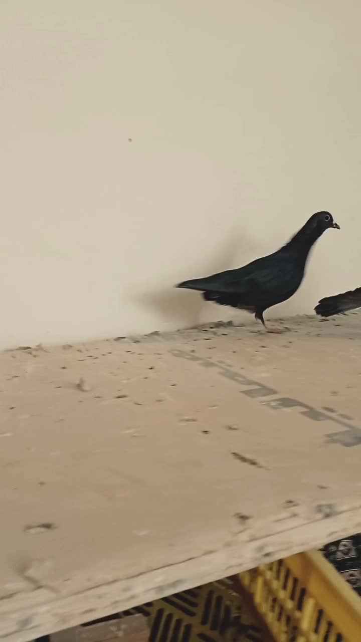 کفتر|پرنده|کرمان, |دیوار