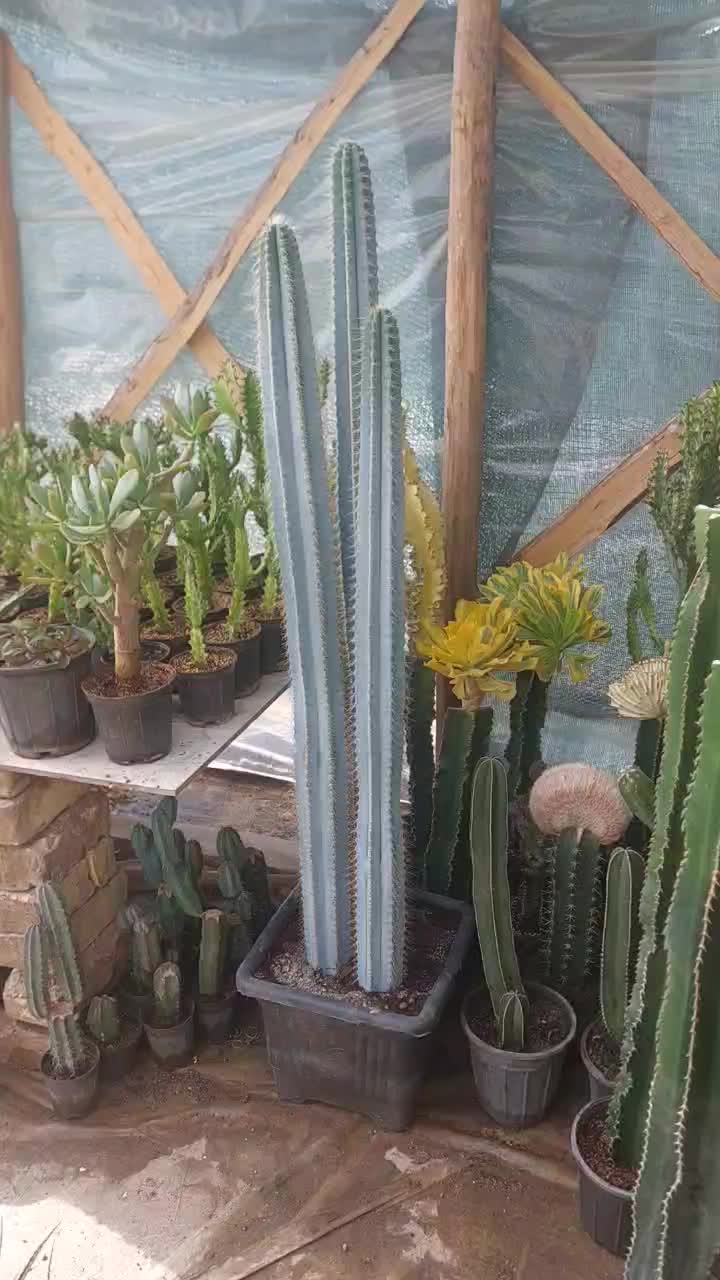 سریوس آبی|گل و گیاه طبیعی|فلاورجان, |دیوار