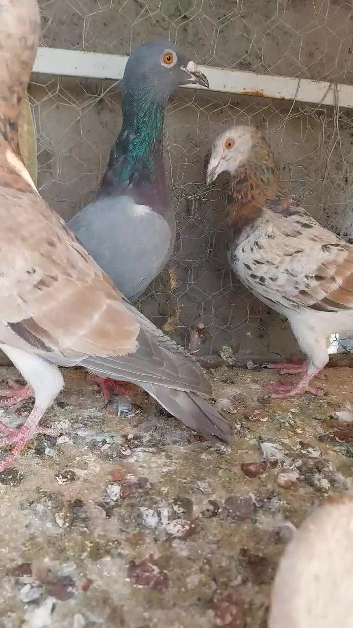 کبوتر|پرنده|آبگرم, |دیوار