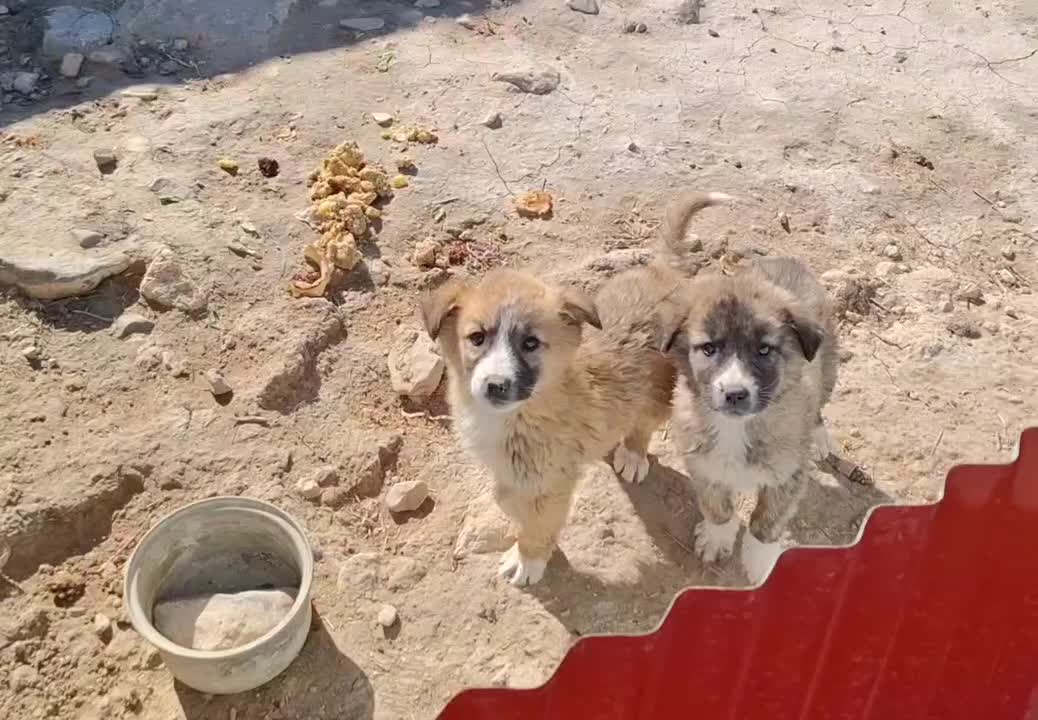 سگ واگذاری|سگ|گرمخان, |دیوار