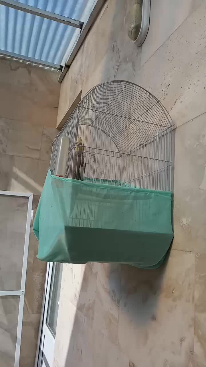 عروس هلندی|پرنده|زنجان, |دیوار