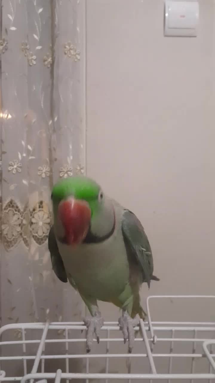 شاه‌طوطی نر|پرنده|کرج, کمال‌شهر|دیوار