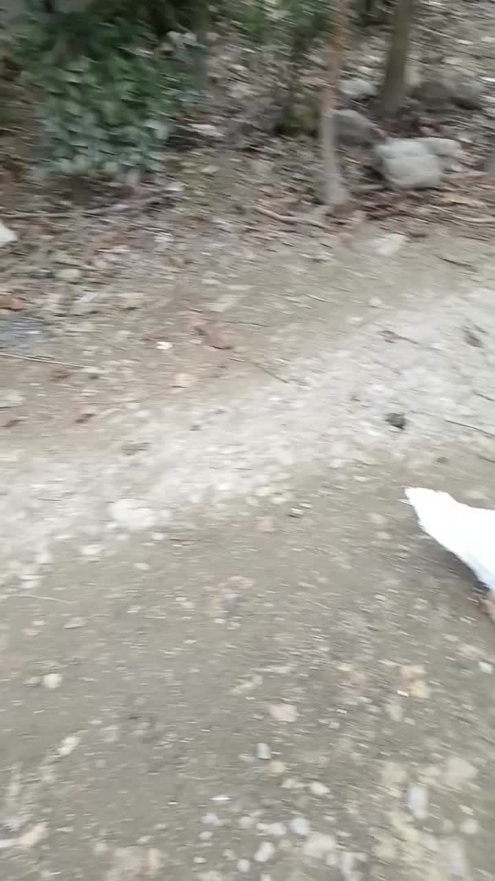 غاز محلی|حیوانات مزرعه|ماکلوان, |دیوار