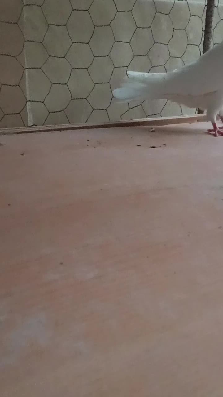 کبوتر طوقی کاکولی|پرنده|گنبد کاووس, |دیوار