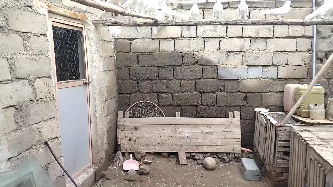 کبوتر ان پرشی|پرنده|نقده, |دیوار