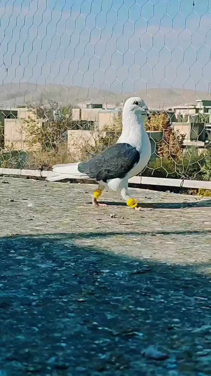 پشتی المانی|پرنده|شیراز, کرونی(خاتونک)|دیوار