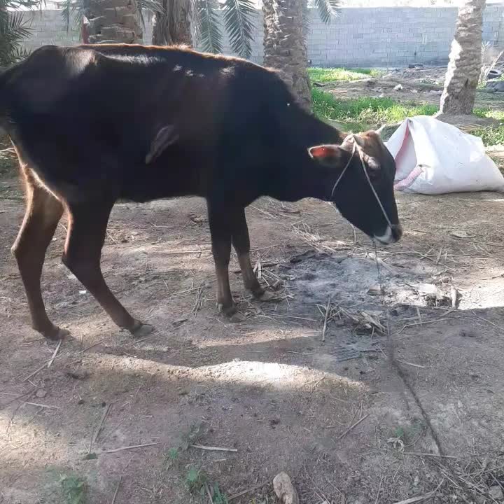 گاو|حیوانات مزرعه|یزد, |دیوار