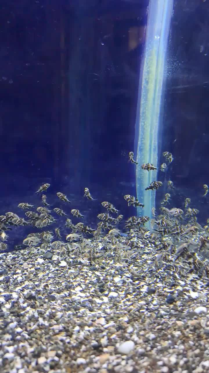 جوجه ماهی اسکار حدود صدتا|ماهی|دورود, |دیوار