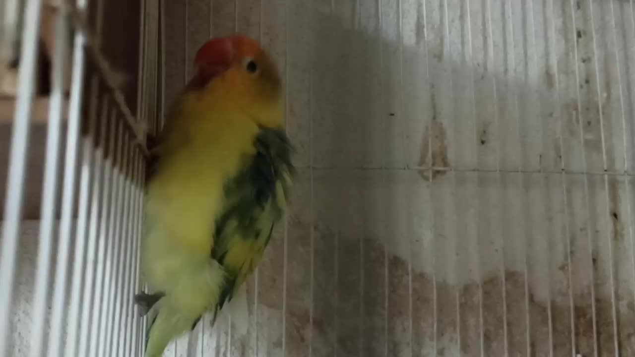 کوتوله برزیلی طوطی برزیلی|پرنده|قوچان, |دیوار