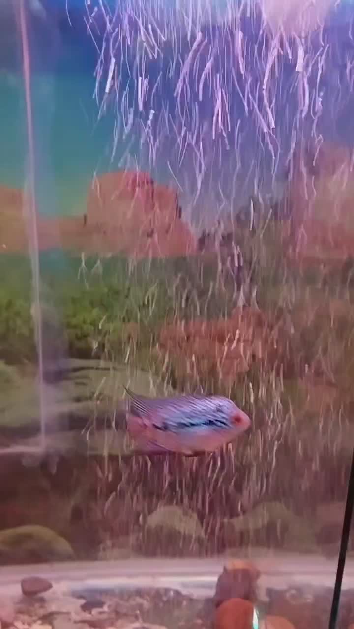 جوجه فلاور رد دراگون|ماهی|کرج, حصارک پایین|دیوار