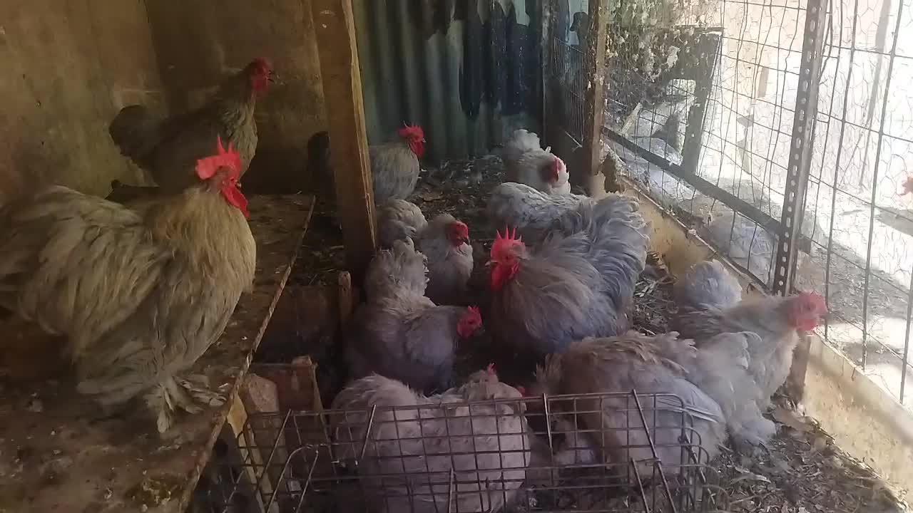 مرغ و خروس تخم مرغ نطفه دار کوشین لاوندر تزیینی|حیوانات مزرعه|تهران, پامنار|دیوار