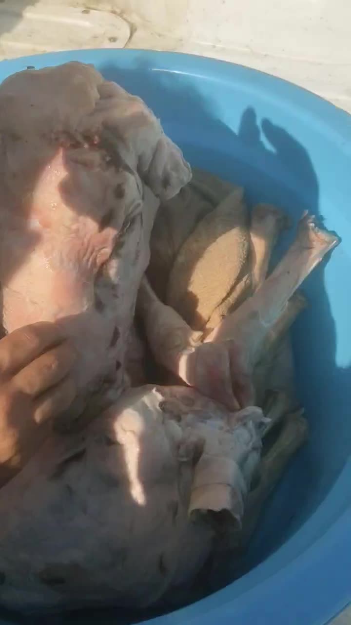 کله پاچه شیشک نر درشت سیرابی و جگر گوسفندی تازه|خوردنی و آشامیدنی|فردیس, شهرک ارم|دیوار