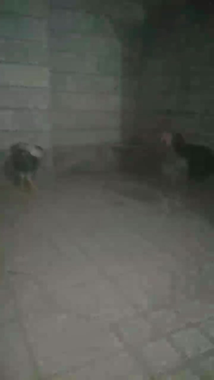 مرغ لاری طوسی وسیاه|حیوانات مزرعه|مهدی شهر, |دیوار