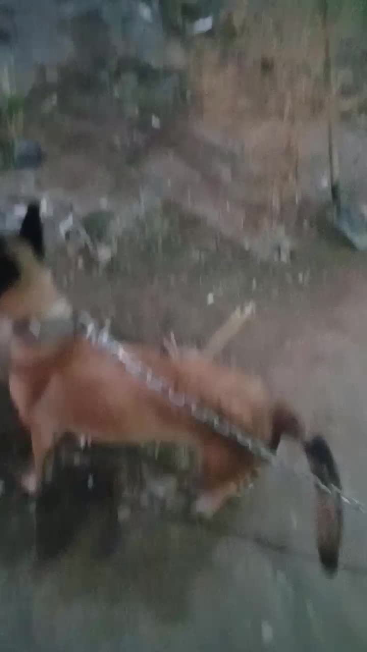 سگ مالینیوز اصل|سگ|عنبرآباد, |دیوار