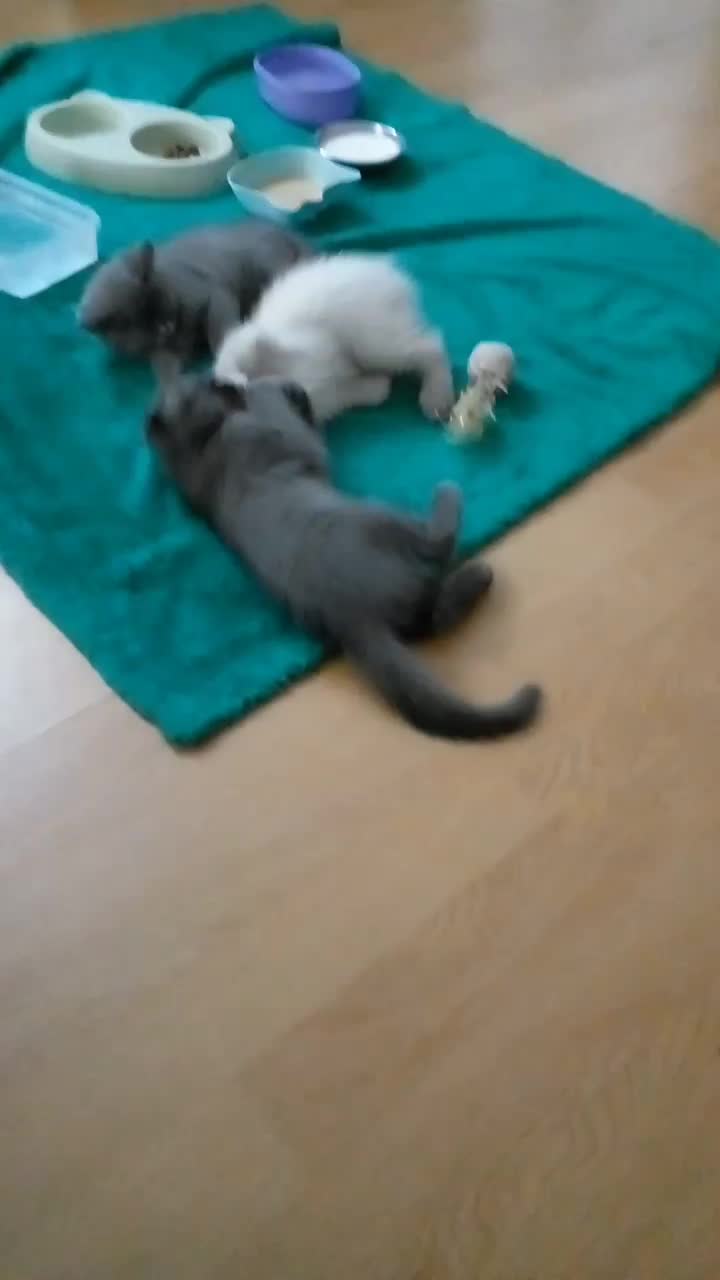 اسکاتیش دوماه  پدرواراداتی|گربه|تهران, قزل قلعه|دیوار