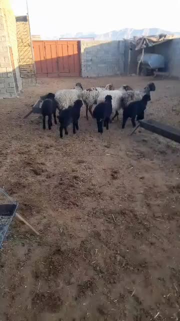 فروش چهار راس میش بره دار|حیوانات مزرعه|رونیز, |دیوار