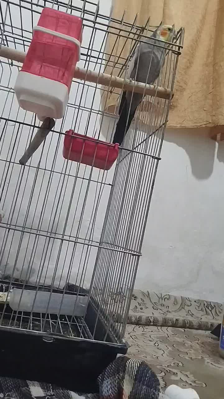 عروس هلندی نر دستی سخنگو با قفس و قفس جدا|پرنده|فولادشهر, مسکن مهر فولادشهر|دیوار