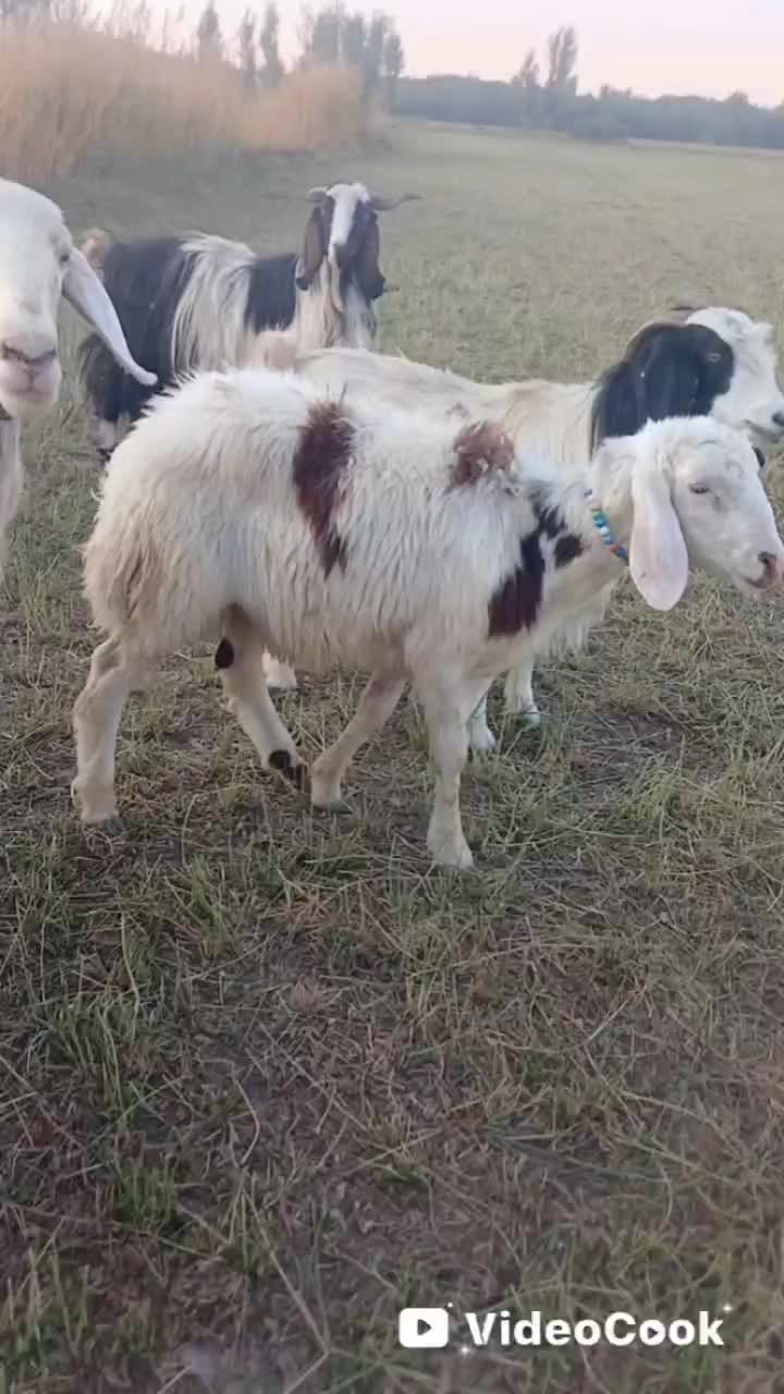 قوچ بره میش پلنگی بز|حیوانات مزرعه|تربتحیدریه, اندیشه|دیوار