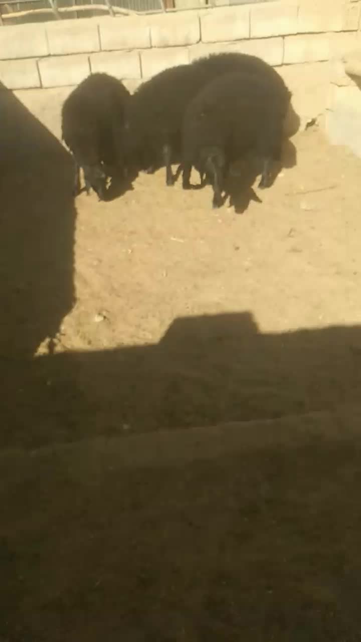 بره قوچ همو|حیوانات مزرعه|عسگران, |دیوار