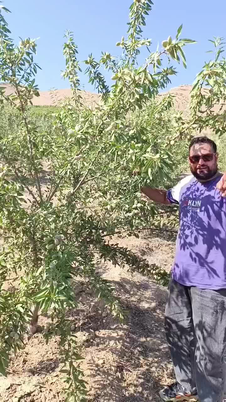 فروش نهال های بادام در گونه های خاص دیرگل سردسیری|خدمات باغبانی و درختکاری|کرمانشاه, |دیوار